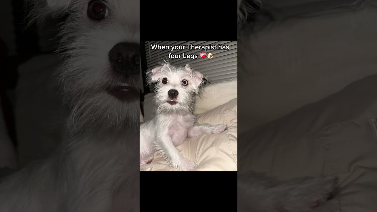 Therapy w/4 Legs #youtubeshorts #rescuedog #dog #viral #Therapy  #mentalhealth #fyp