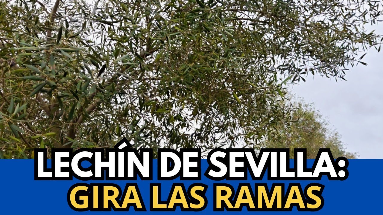 🟥 Podando Variedades Secundarias de Olivo