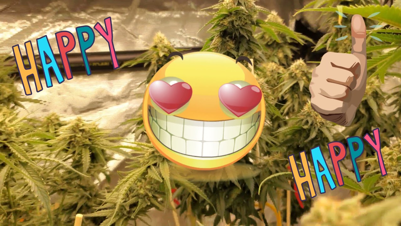 Week 5 Of Flower, Time To Kick The Ladies Into Overdrive! Diablo Push, Hyshield, Lighting changes.