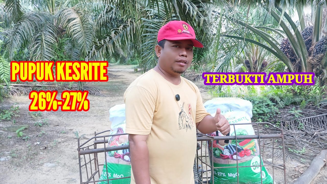 Pemupukan kesrit dengan takaran 1 kg perpokok