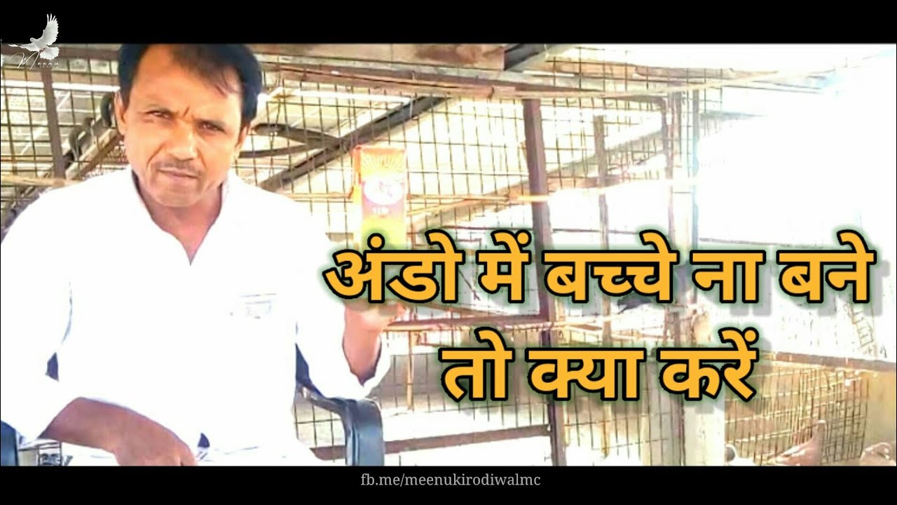 कबूतर अंडे ना रखें तो क्या करें (भाग 3) | What if Pigeons do not lay eggs | Meenu Kirodiwal 🕊🕊