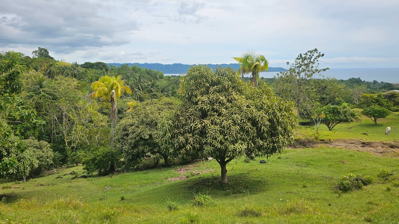 Overlooking lot seaview for sale  with mango trees in Cabantian Hills, Guindulman Bohol Philippines