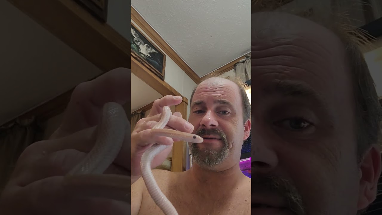 This Jade a hypo  lavender striped corn snake