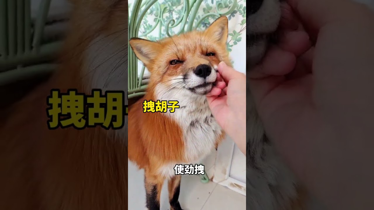 狐狸脾气测试！谁说狐狸不让人摸？