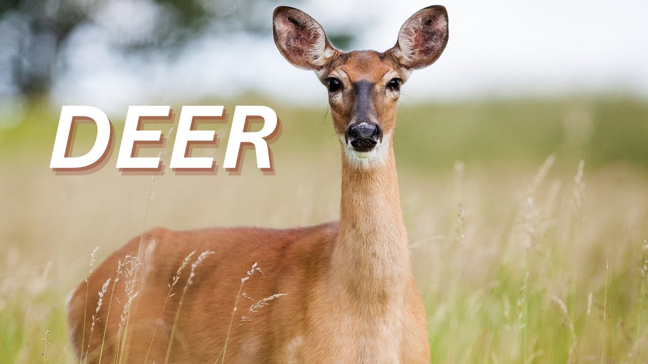 Deer Sound Effect