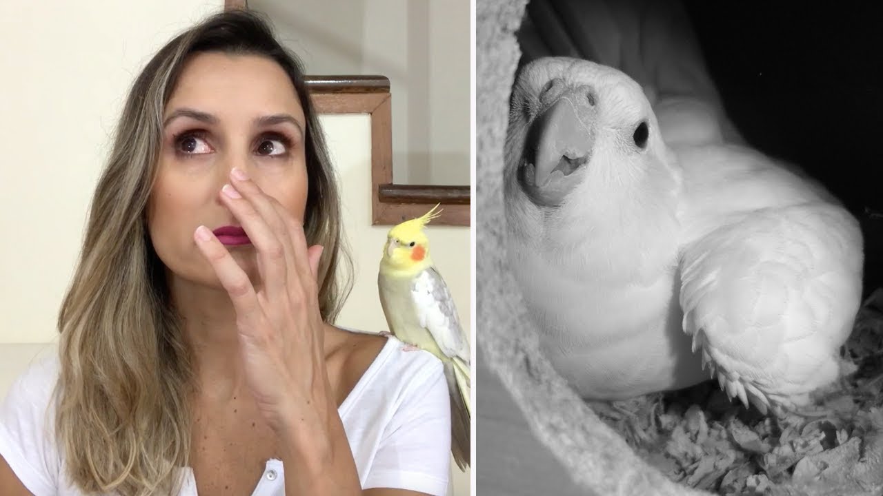 COMO MINHA OUTRA CALOPSITA MORREU