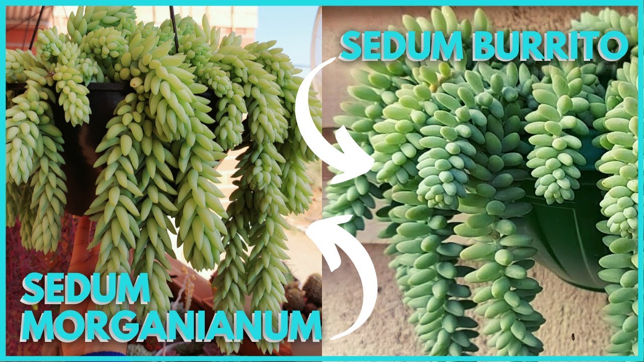 QUAIS AS DIFERENÇAS ENTRE AS SUCULENTAS SEDUM BURRITO E SEDUM MORGANIANUM? Aprenda como cultivá-las!
