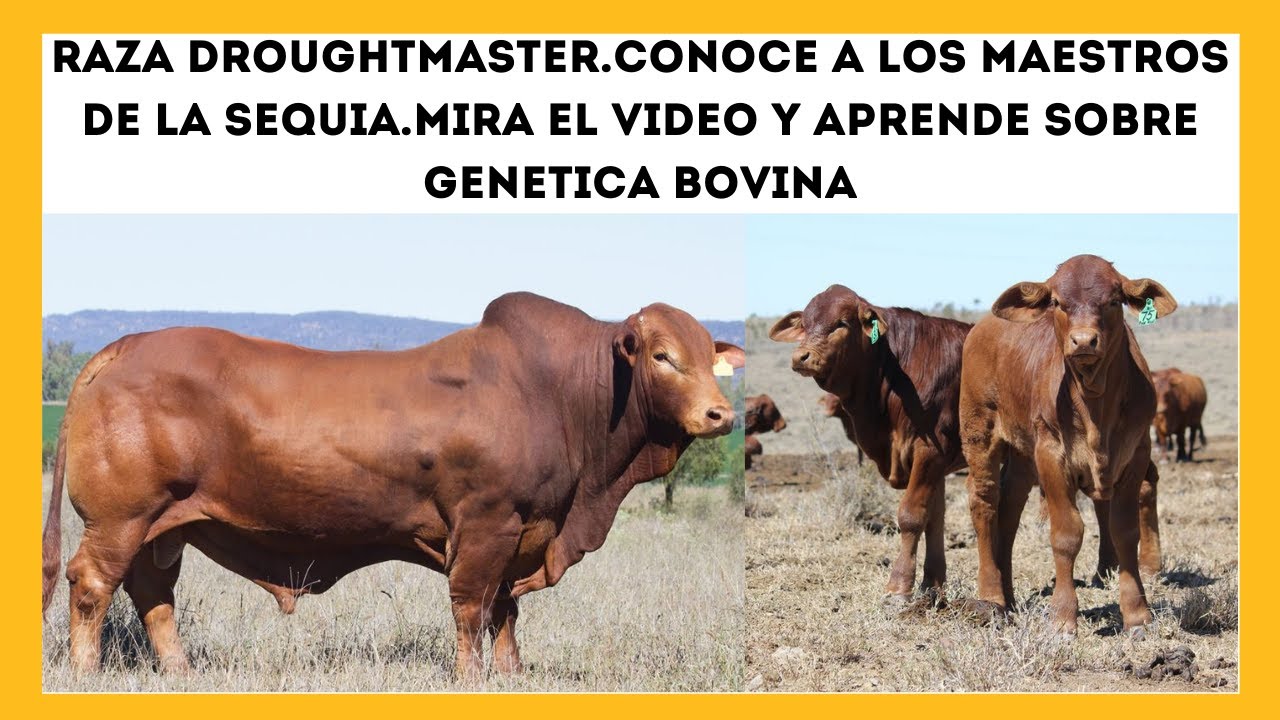 ALTO IMPACTO PRODUCTIVO GANADERO.🔴DESCUBRI COMO EL DROUGHTMASTER  MEJORA LA RENTABILIDAD GANADERA