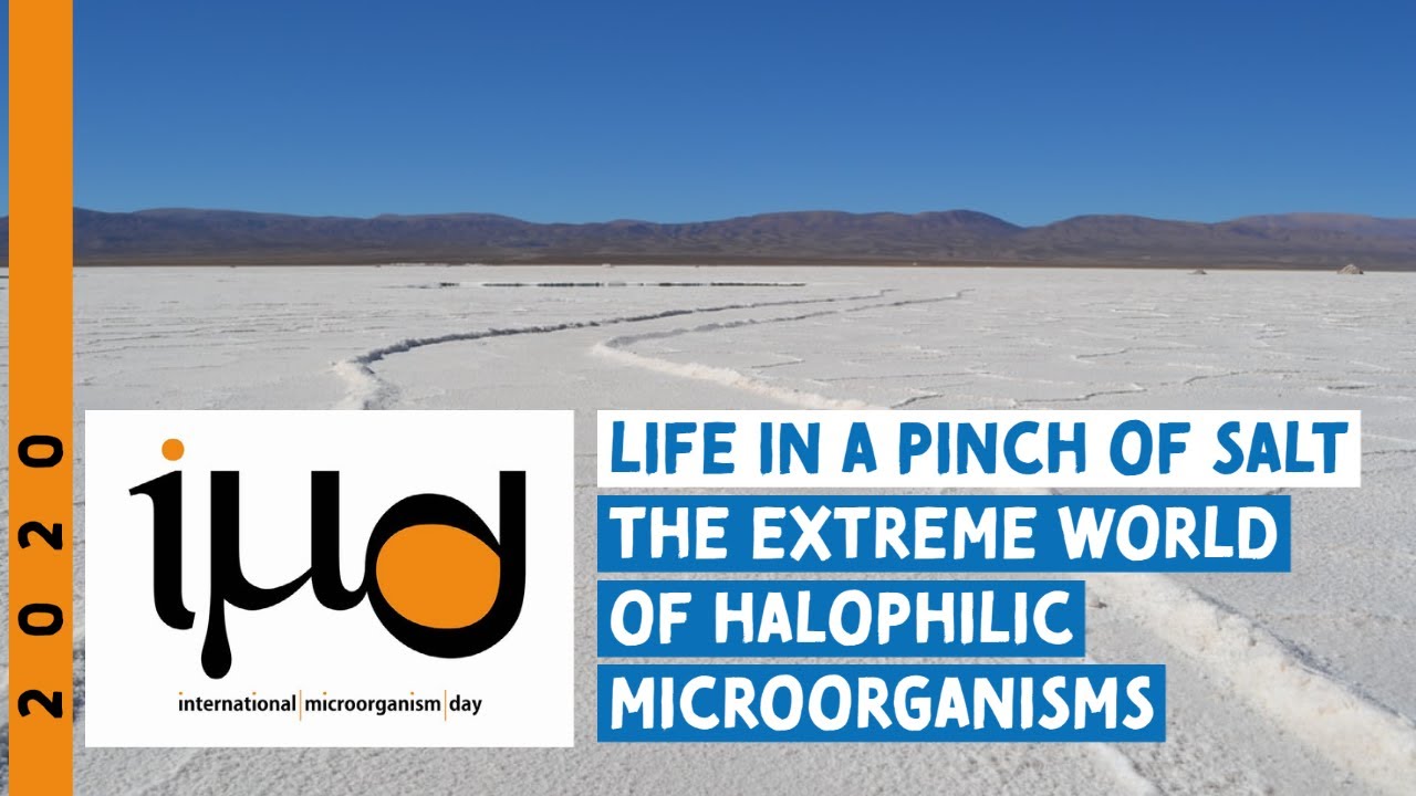 Life in a Pinch of Salt - The Extreme World of Halophilic Microorganisms