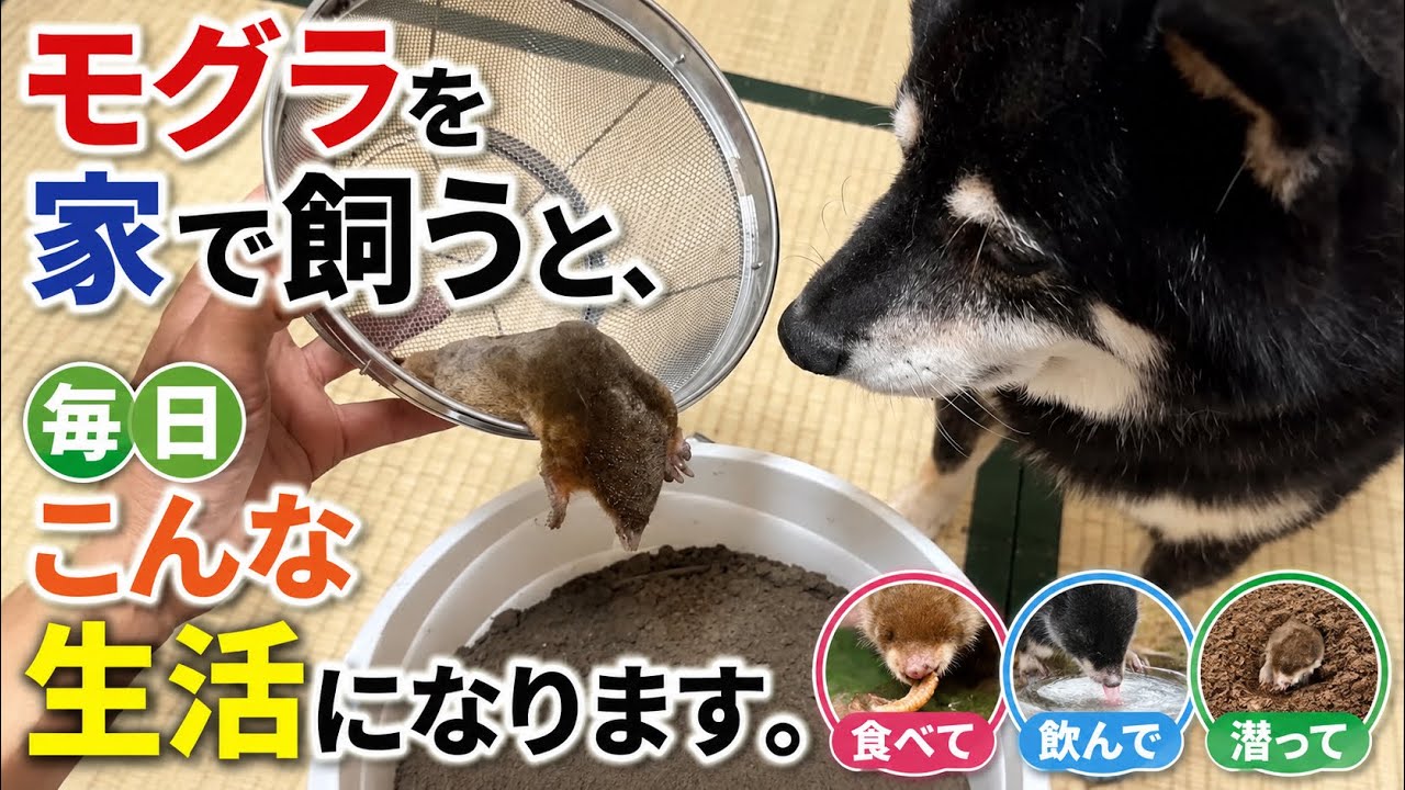 【日常】モグラを家で飼うと、毎日だいたいこうなります。食べて、飲んで、潜って…可愛すぎる1日🐾💧