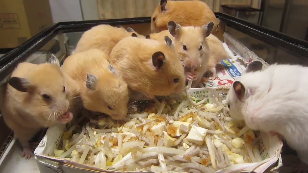 アビルノ家族