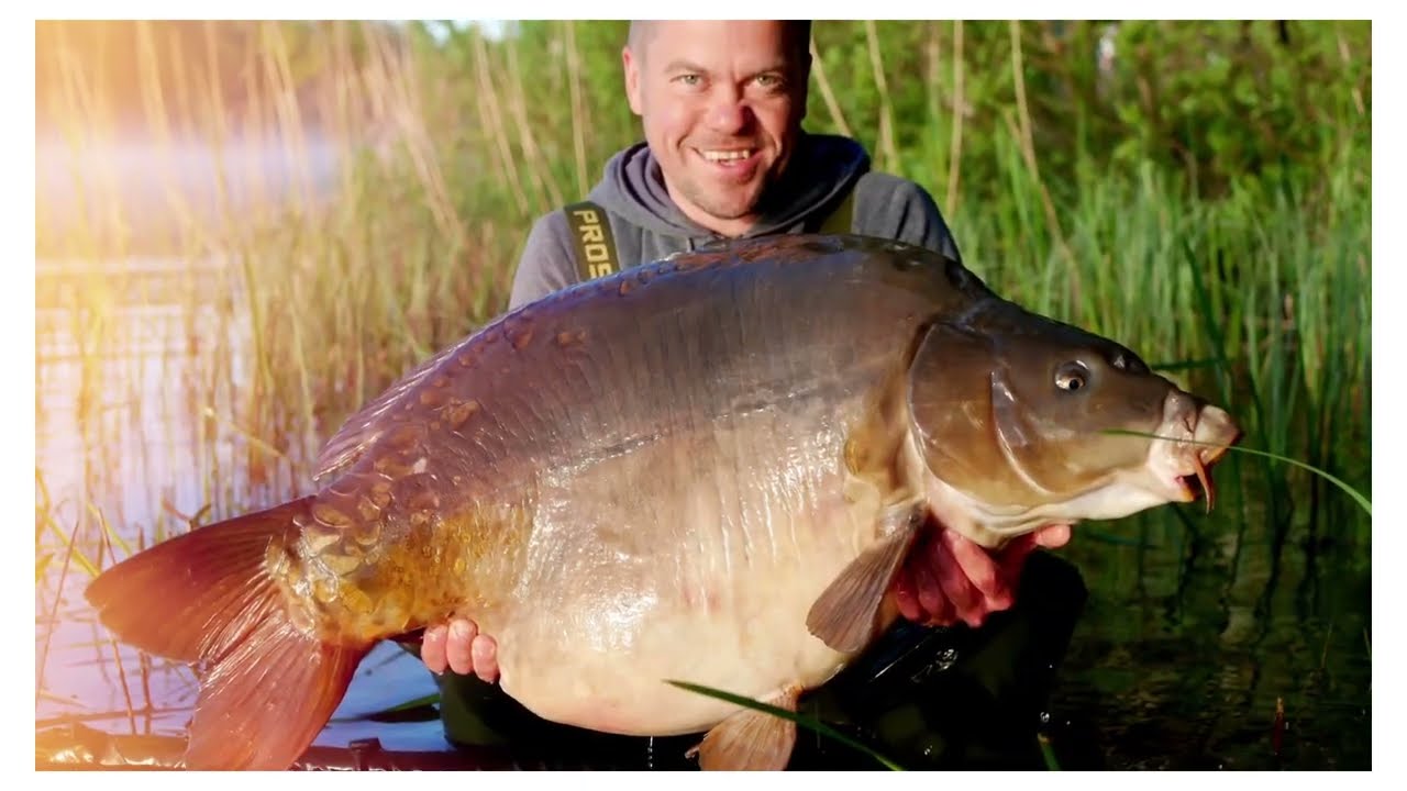 Jezioro Miłoszewo - Miłoszewsi Sen - Duże karpie -27,4kg-25kg.- A❤️B