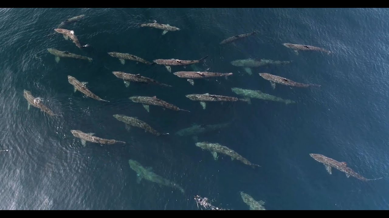 Basking Shark Courtship Torus