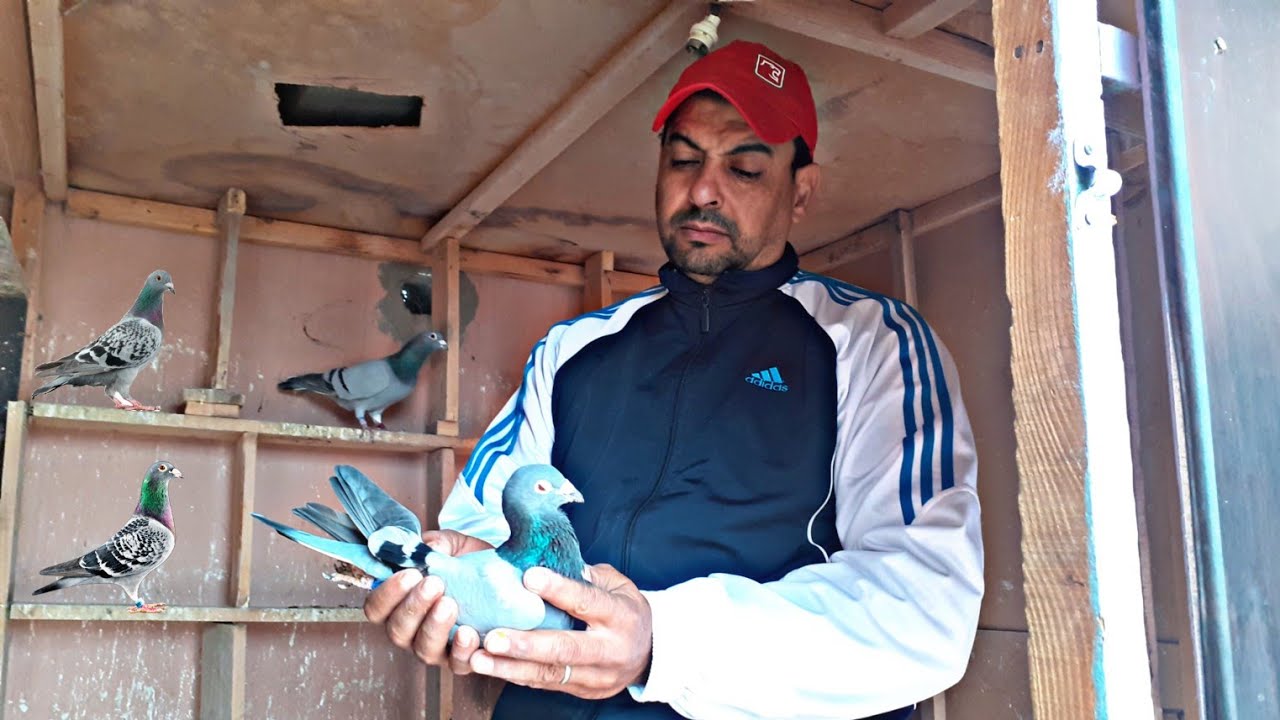 زيارة عند خالد بودلال بطل مسابقة أكادير+ الحمام الزاجل  للمسافات الطويلة💯