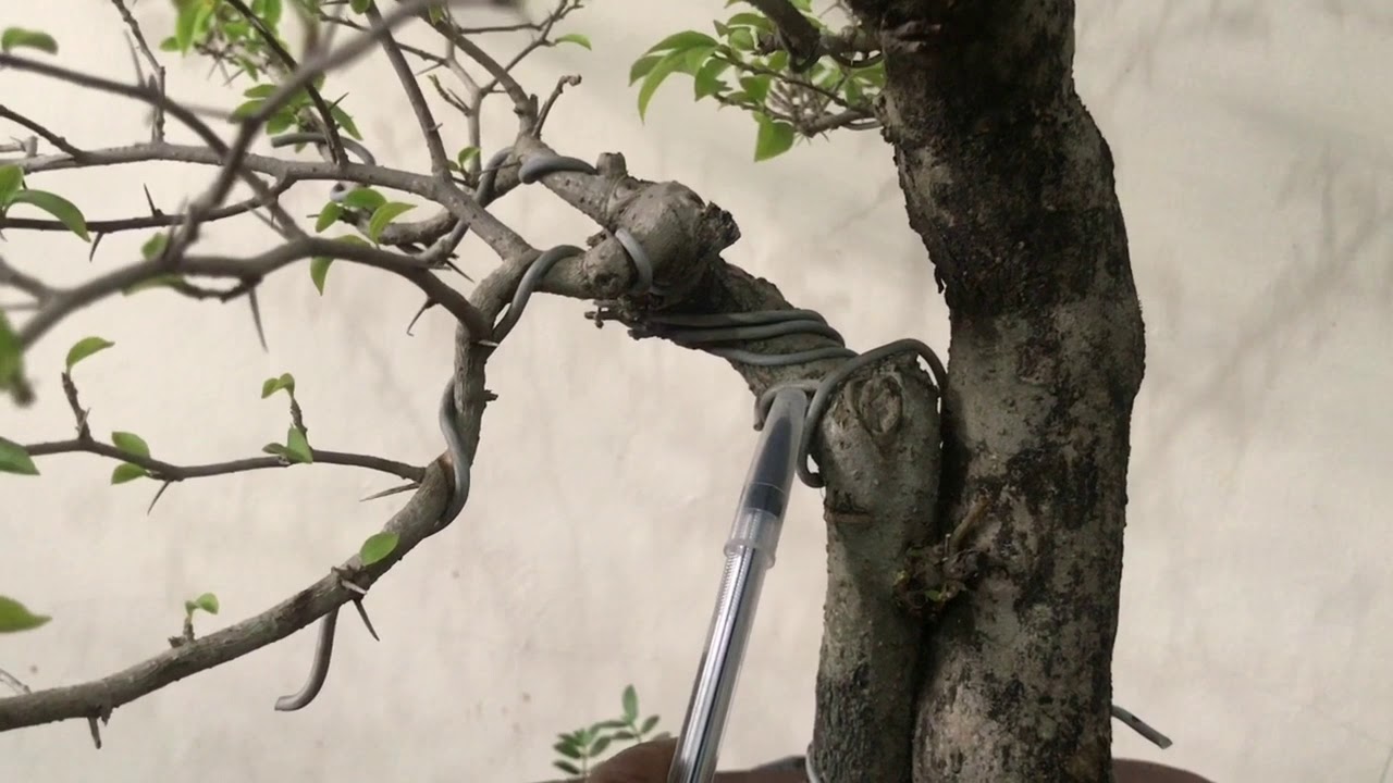 Basic Bonsai Lessons: How to Train the 2nd Generation Branch of your Bonsai Tree