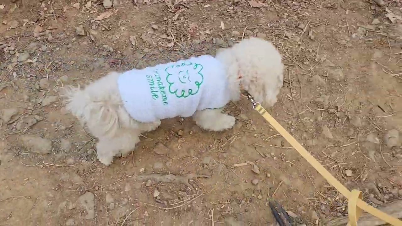 두유산책  walk my dog 2026년1월14일