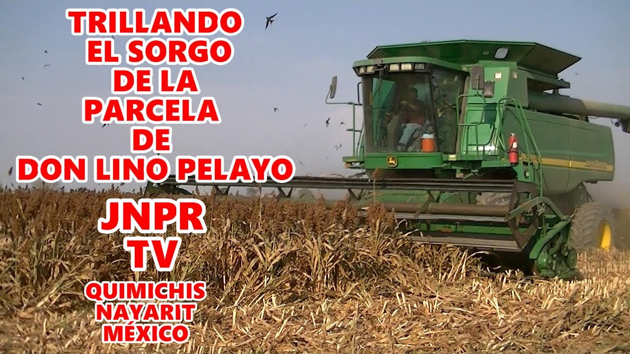 TRILLANDO EL SORGO EN LA PARCELA DE DON LINO PELAYO EN QUIMICHIS, NAYARIT PARTE 1
