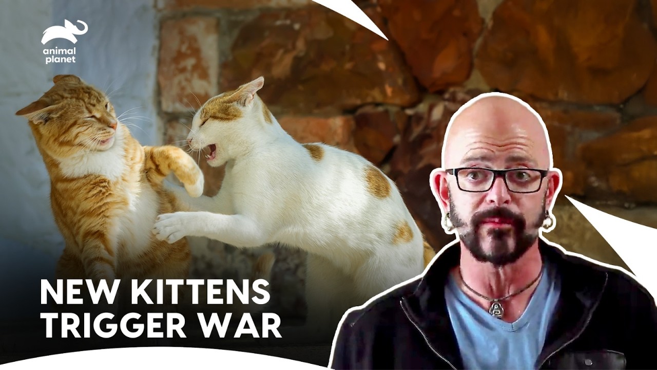 A Blind Cat Lost in His Own Home | My Cat From Hell S8 E9,11 | Animal Planet India