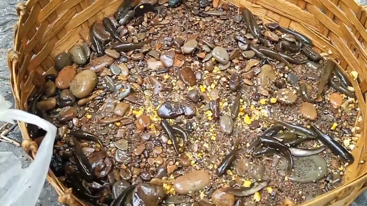 Vawin ka lui kal na episode 1 hmuhnawm in tih ngei ka beisei (Subscribe )