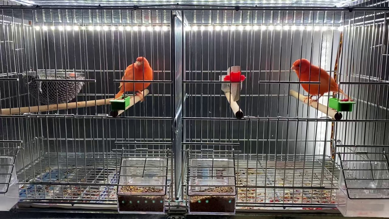 Canary Breeding Season 2021 P.3