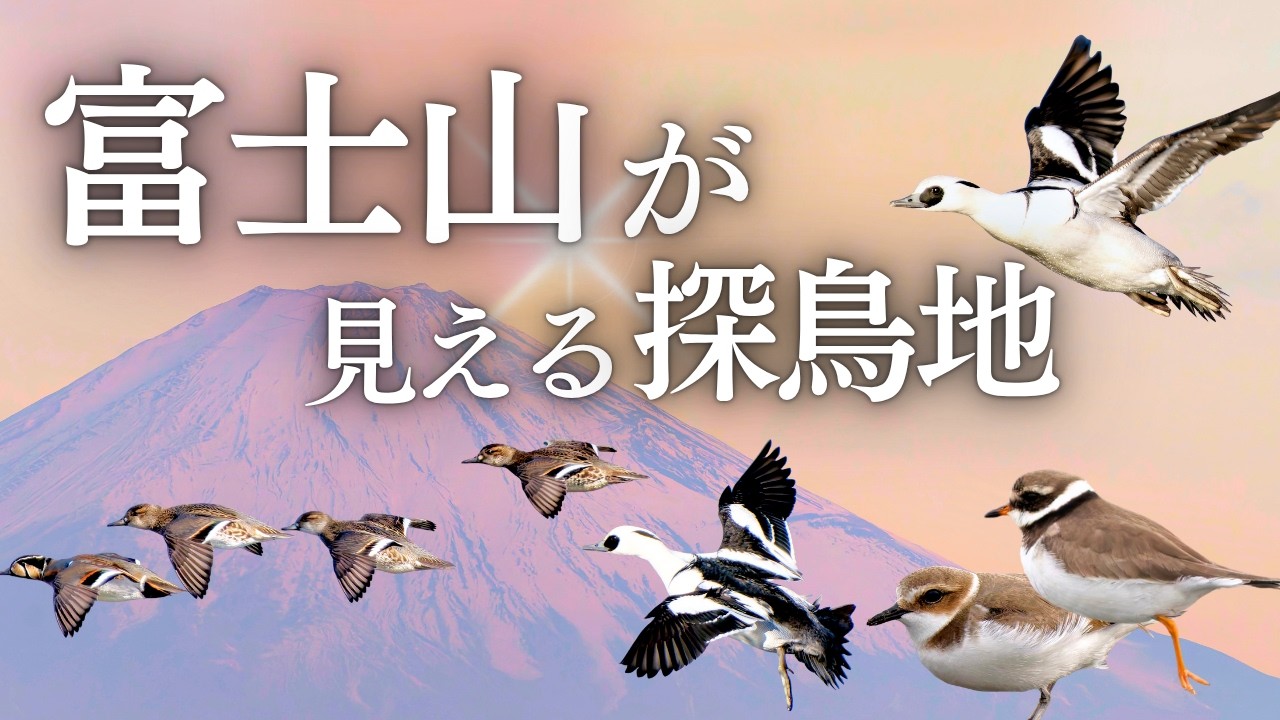 【野鳥観察】富士山を眺めながら歩きたい５か所の探鳥地｜キクイタダキやカワアイサなどの野鳥たち