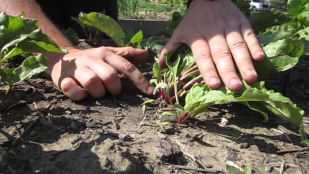 KCCG Thinning Lesson