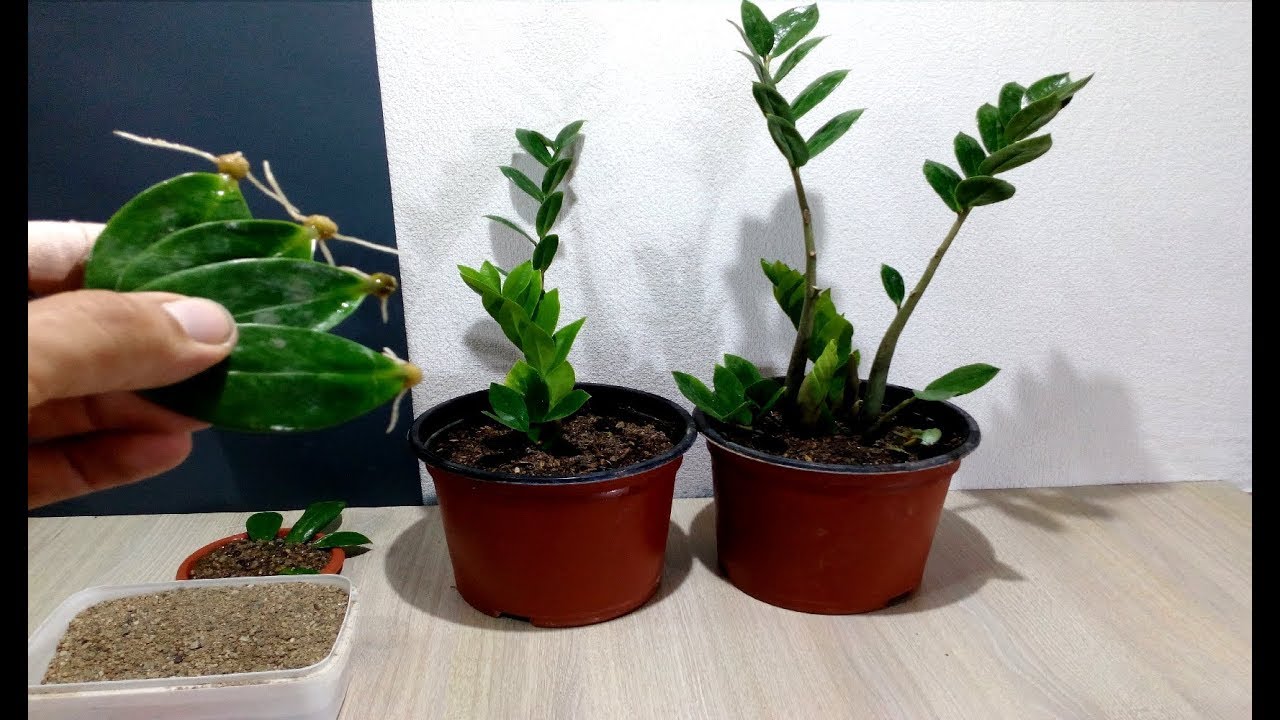 How to grow ZZ Plant from single Leaf very easy / Zanzibar Gem