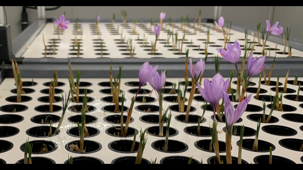 Saffron Tech R&D center - English subtitles
