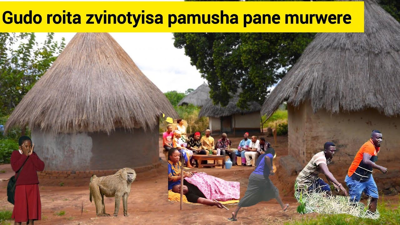 Gudo roita mashura pamusha pane murwere hazvina kumira mushe