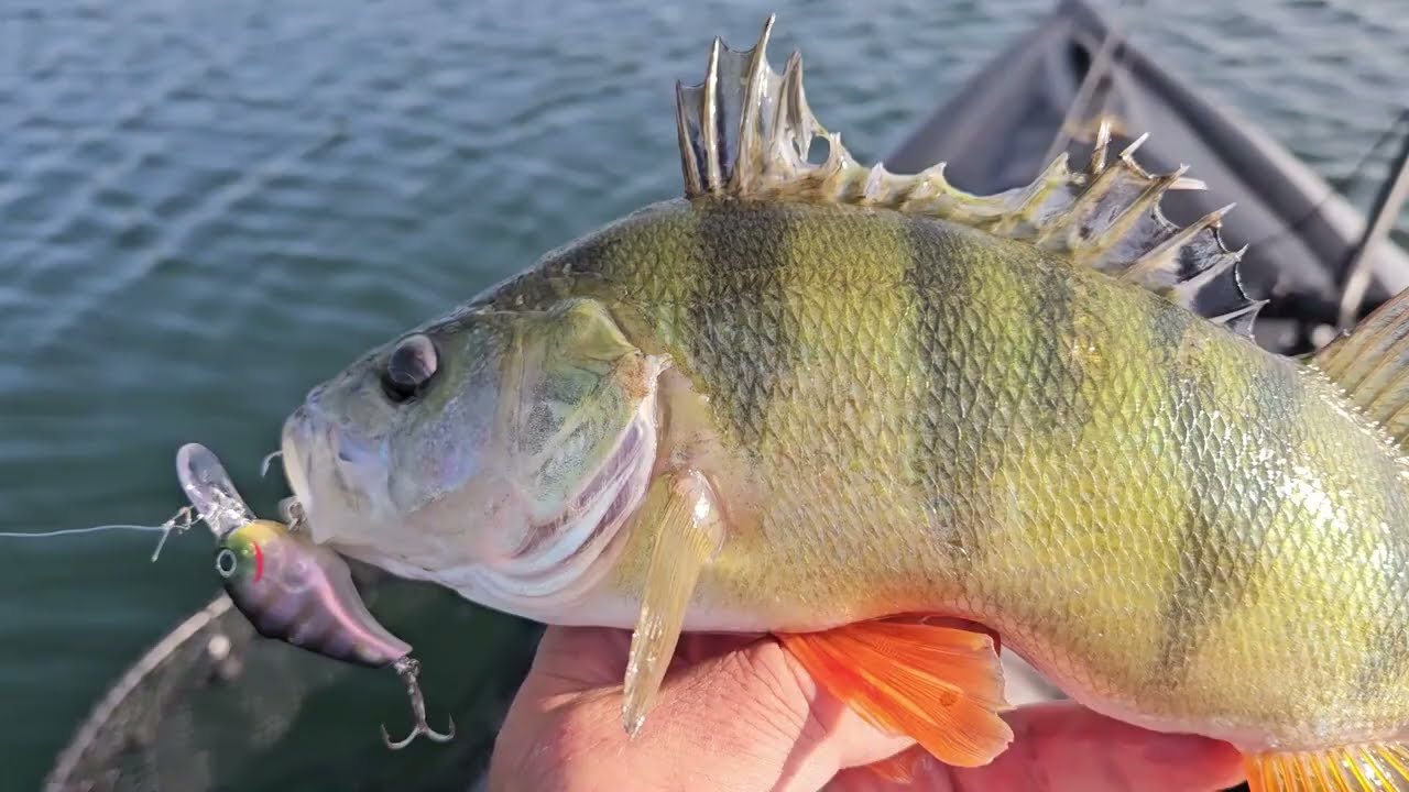Ešerių žvejyba kai lauke +30