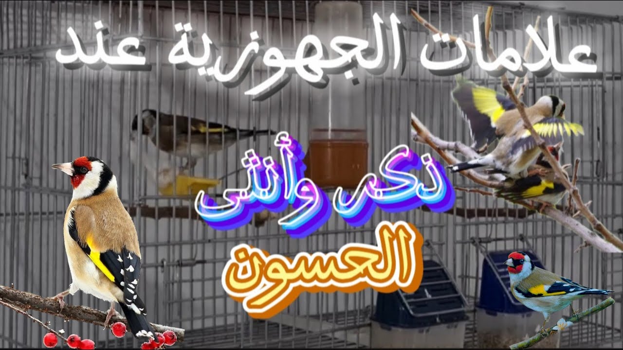 علامات الجهوزية عند ذكر وأنثى الحسون | مرحلة التزاوج #birds #الحسون #طيور