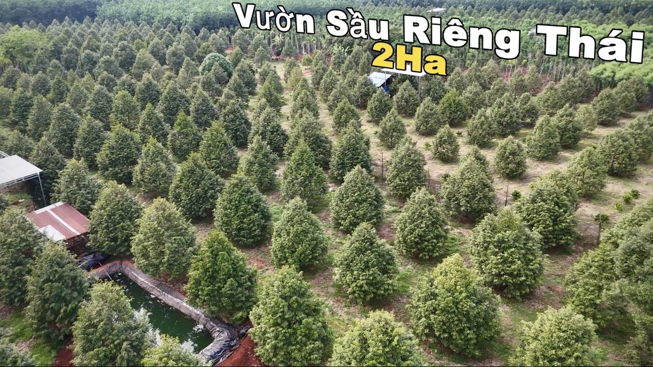 BẠT NGÀN 300 Gốc Sầu Thái Đang Thu Hoạch Mạnh , Nước Tưới Mênh Mông . Điện Năng Lượng Mặt Trời