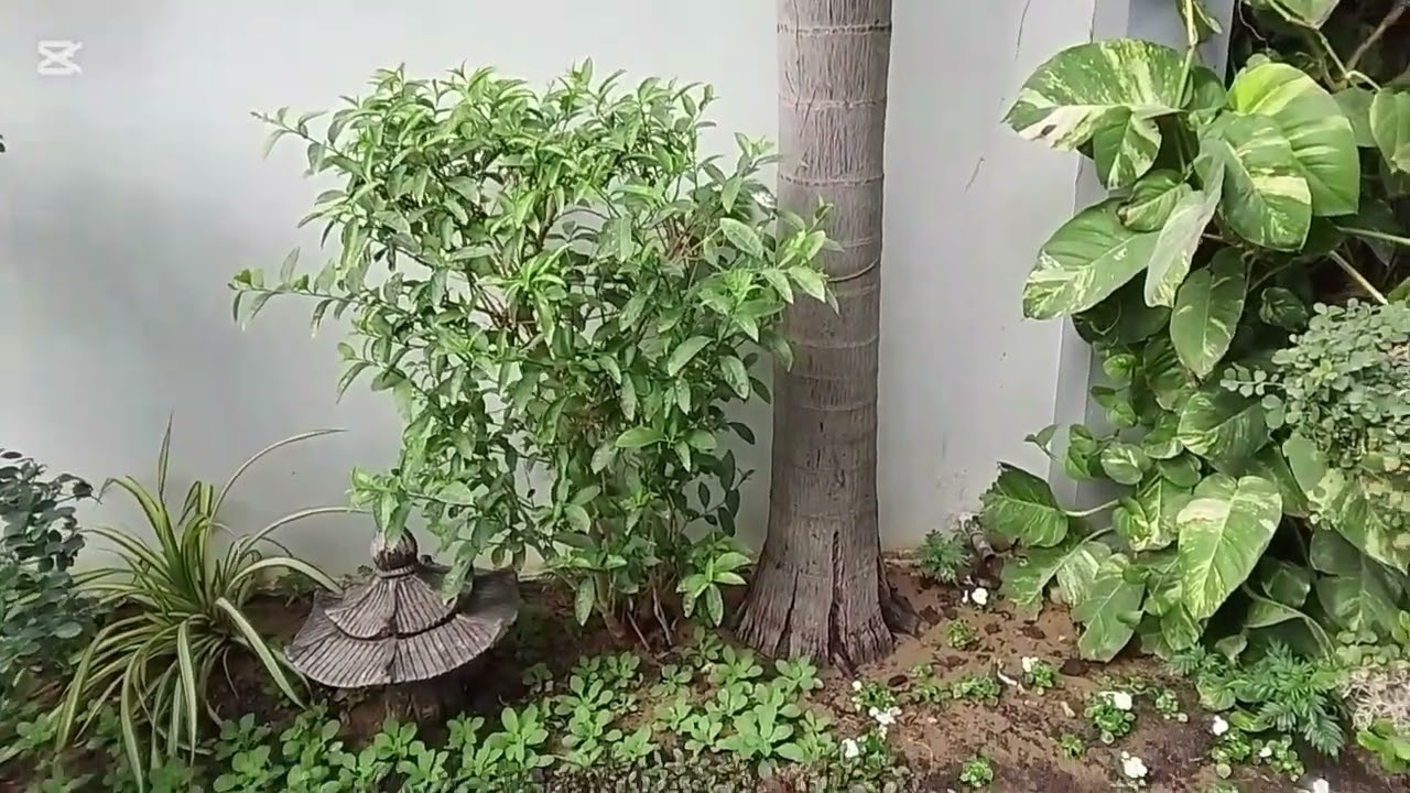 Gale mein phainky hue paudhe ki kahani