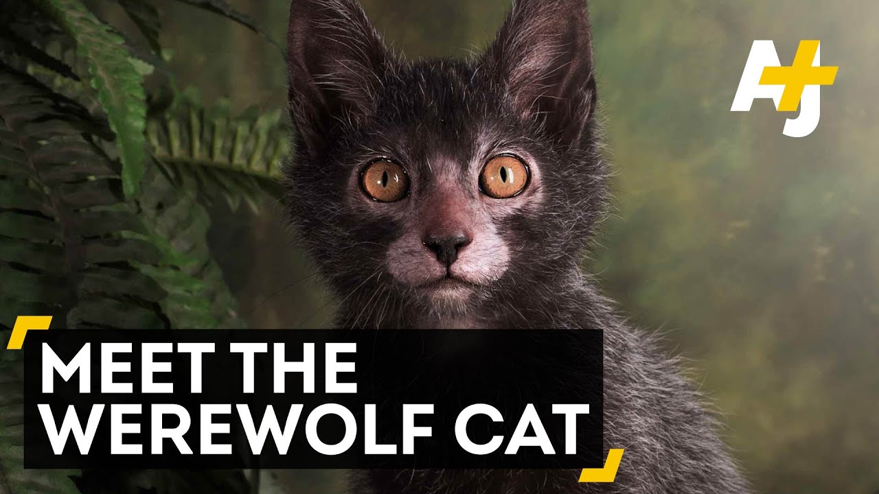 Nature's Strangest Cat Breed?