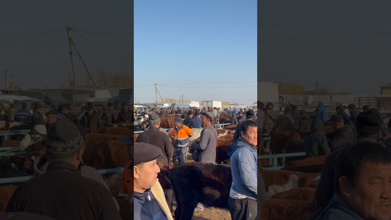 MOKIS RAYON MAL BAZAR 