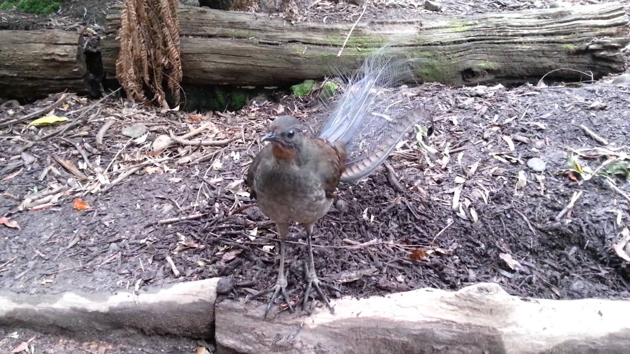 Lyrebird Dance!