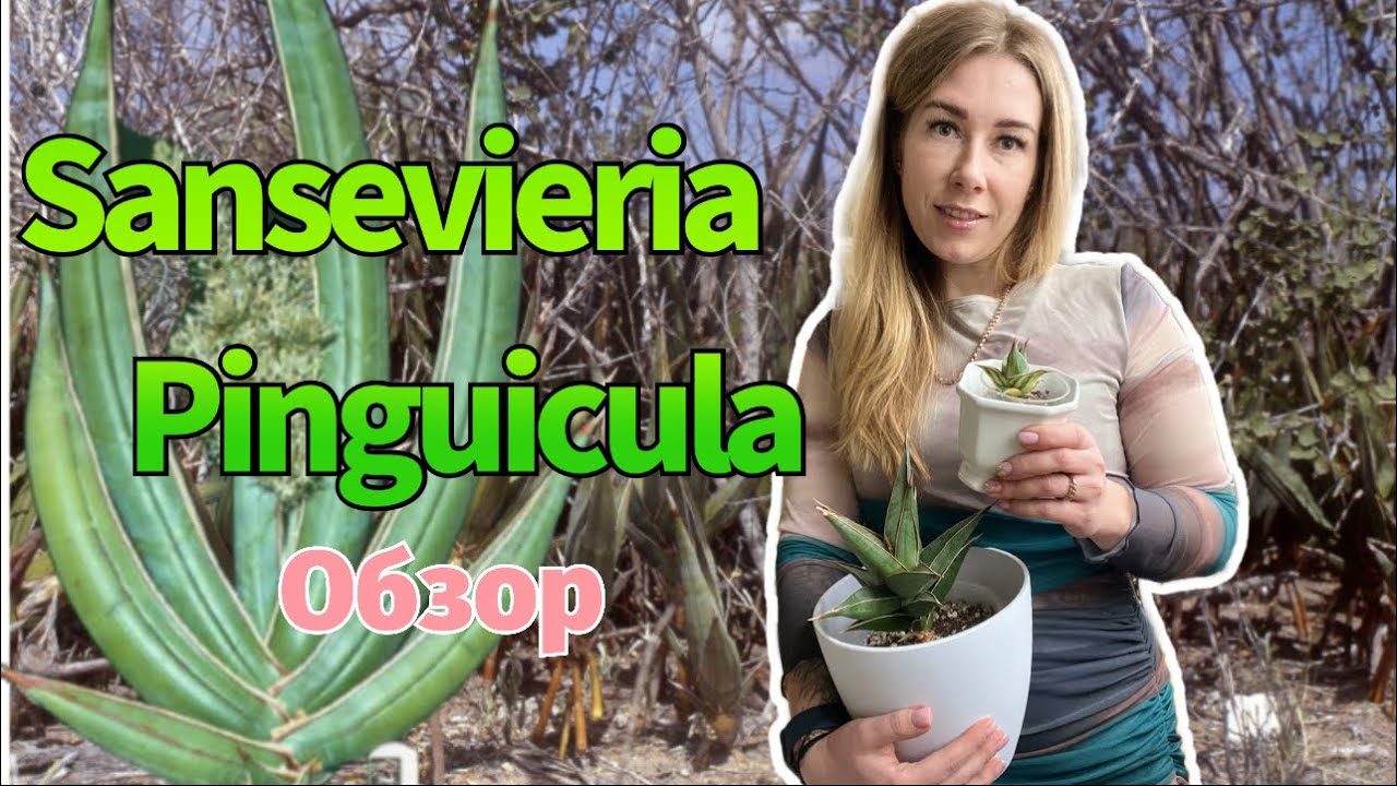 Sansevieria pinguicula - факты и обзор моих экземпляров #сансевиерия #sanseveria