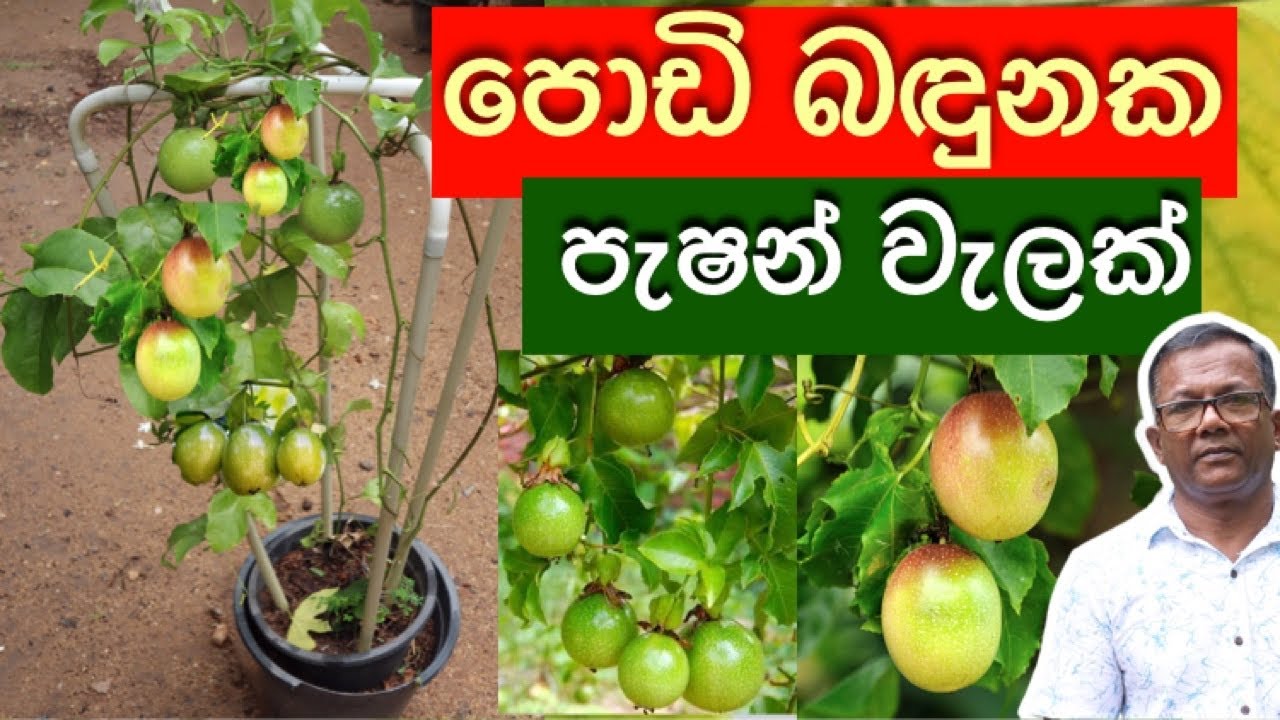 C විටමින් අධික, ගුණයෙන් අනූන වැල් දොඩම්  | Passion Fruit | Ceylon Agri | Episode 161