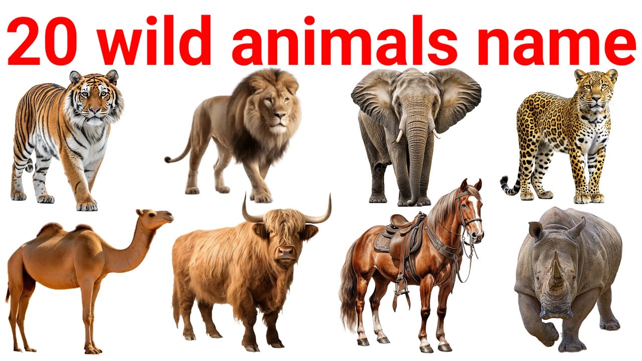 20 जानवरों के नाम 🦁 | Learn Animals in Hindi & English | Kids Cartoon Video