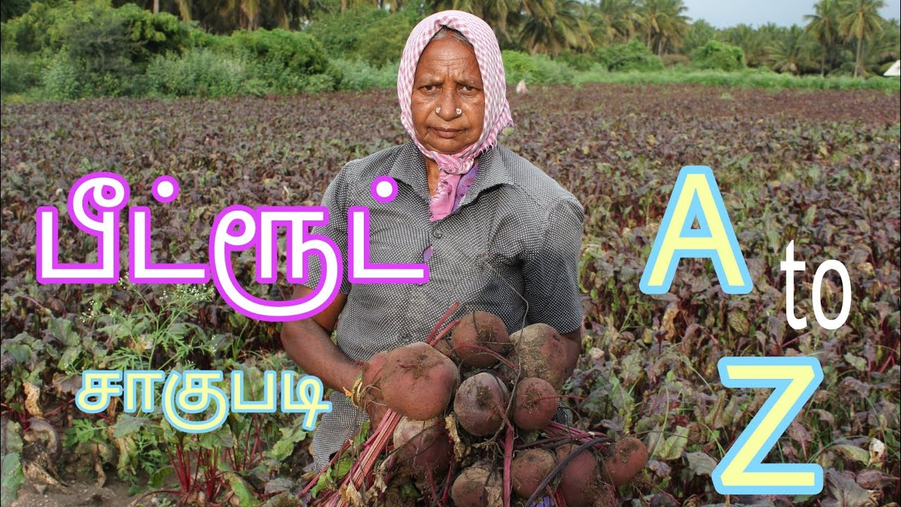 Beetroot cultivation லாபம் எவ்வளவு