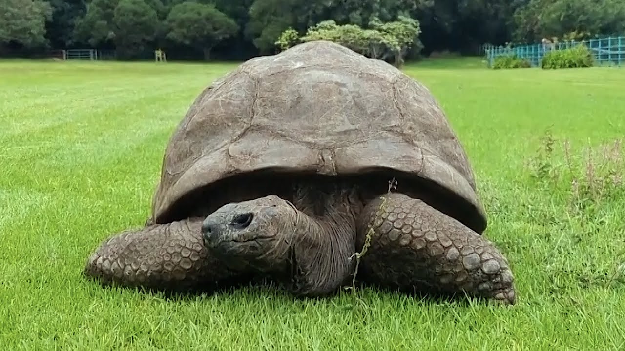 Giant Tortoise Named Jonathan Turns 192 Years Old