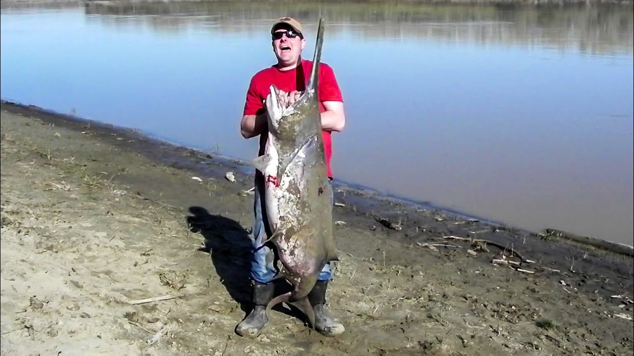 Paddlefishing the Missouri River