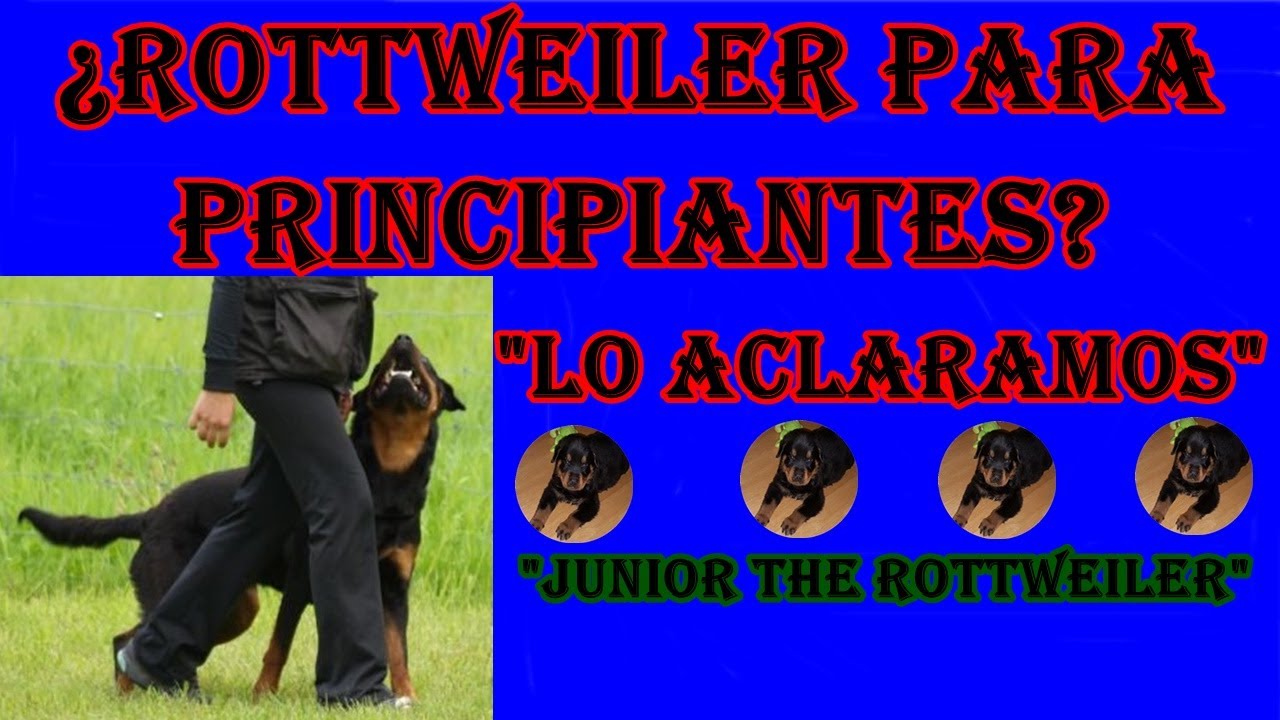 ¿ROTTWEILER PARA PRINCIPIANTES? 