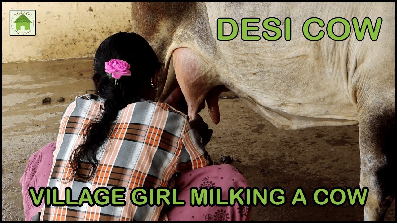 Village Cow Milking | Desi Cow Milking Video | Natural  Milking Video