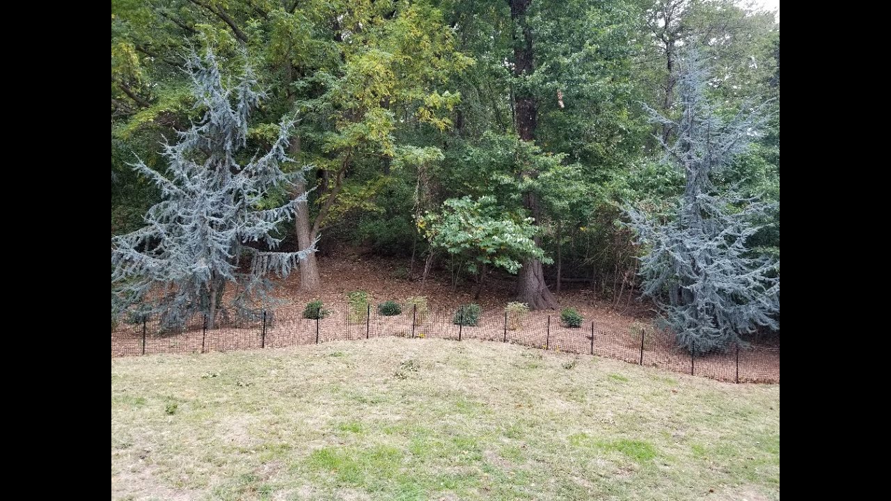 Two Minutes with Trees in Fort Tryon Park - ATLAS BLUE CEDAR