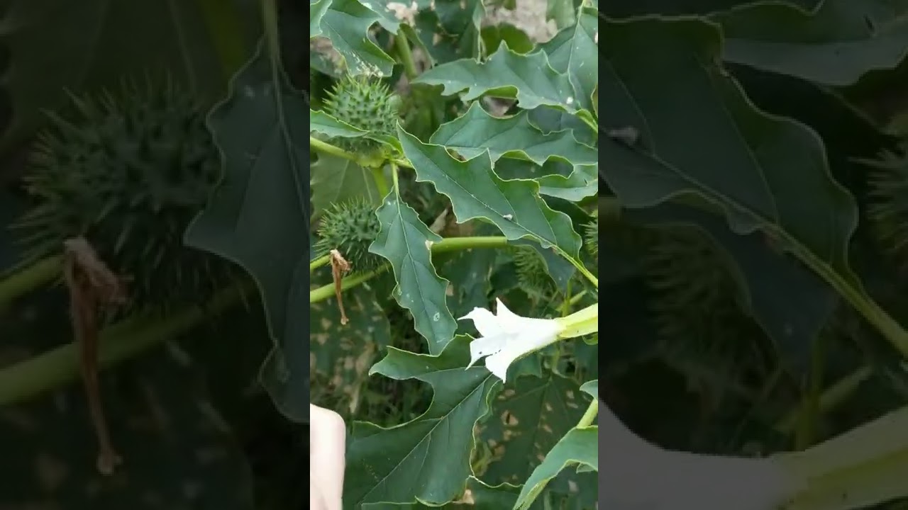 Jimson Weed the Devil's Snare