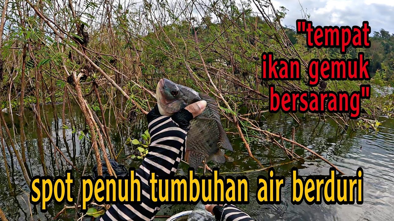 BENAR DUGAAN SAYA‼️SPOT INI JADI TEMPAT IKAN GEDE BERSARANG‼️ mancing ikan nila - mancing mania