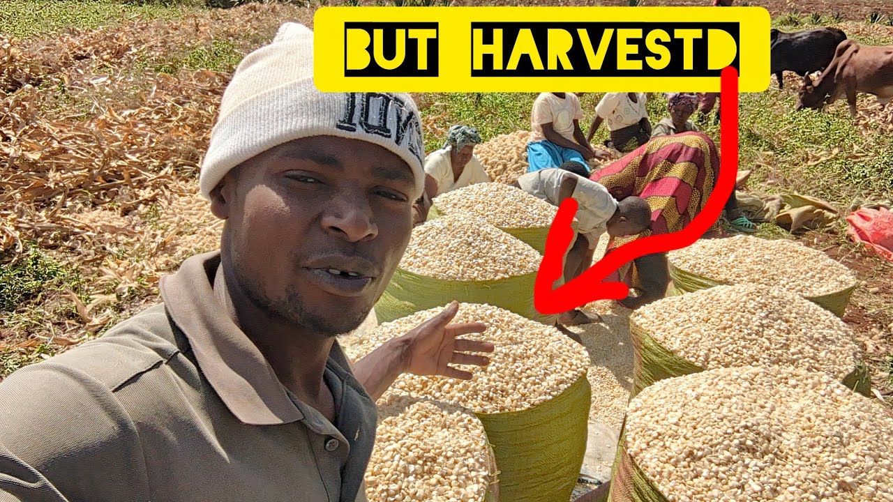 “Farming Under Extreme Sun, But I Still Harvested My Maize 🌞🌽@