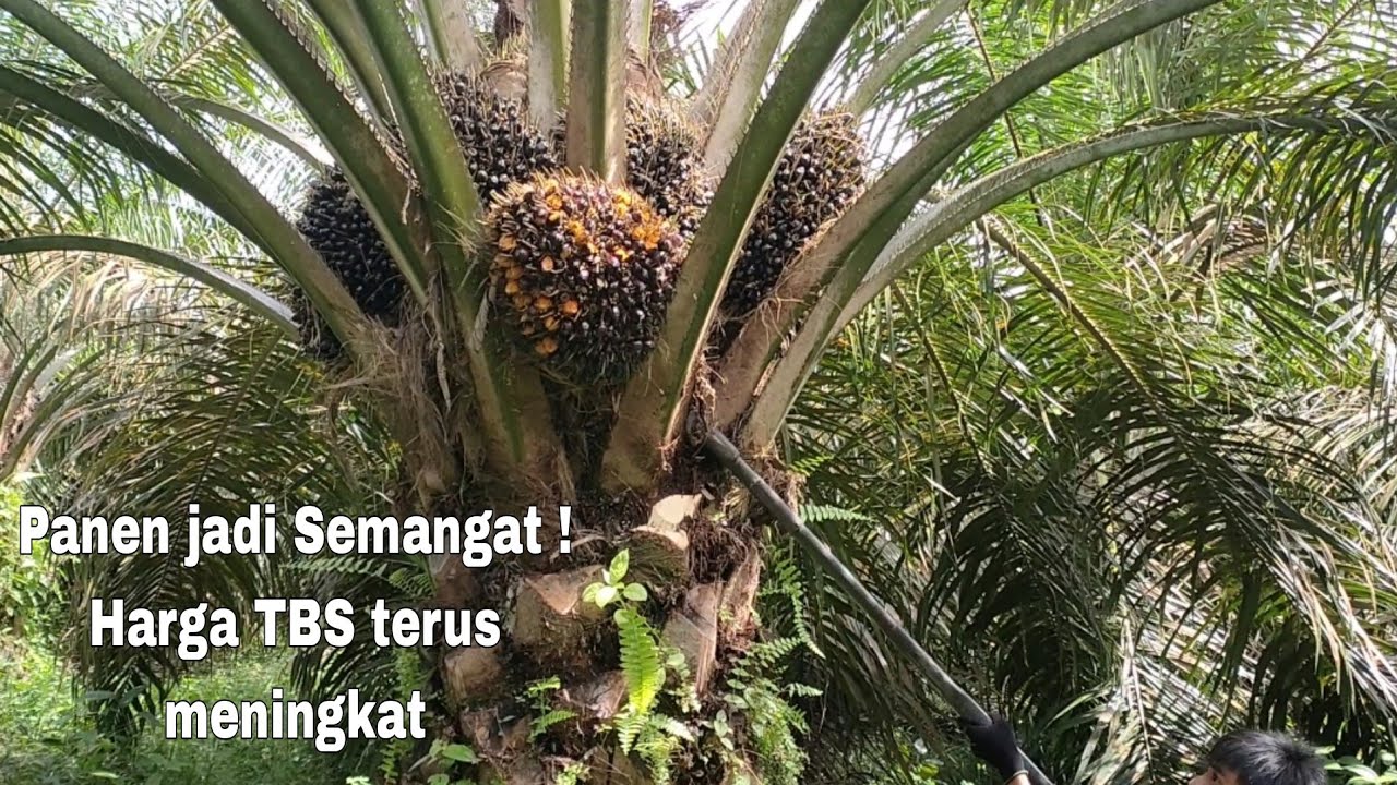 Pemanen mana yang tidak semangat kalau buahnya seperti ini