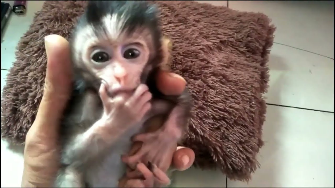 Rescue Baby Monpai